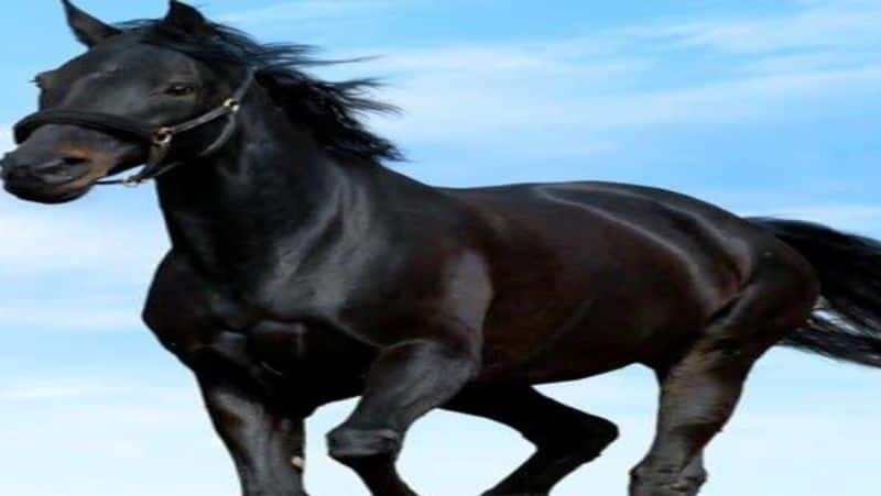 Punjab man buys black horse for Rs 23 lakh, colour washes away to reveal red coat