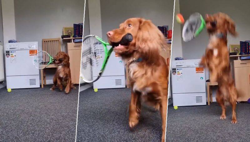 Can dogs play tennis? Watch this dog impress you with his skills - gps