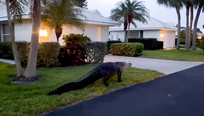 Watch Giant alligator takes tour on Florida streets on Easter weekend; leaves netizens horrified-tgy