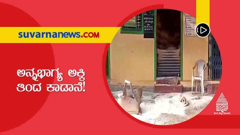 Wild Elephant Spotted in Hassan Co Operative Society Video Viral hls 