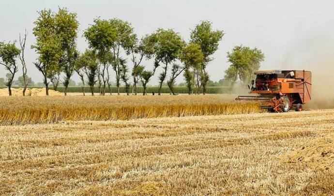 भारत को अगले 6 महीनों में दोगुने दामों में खरीदना पड़ सकता है विदेशी गेहूं, पड़ सकती है महंगाई की मार 