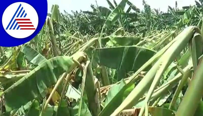 thousands of banana crop collapsed from strom in chitradurga district gvd