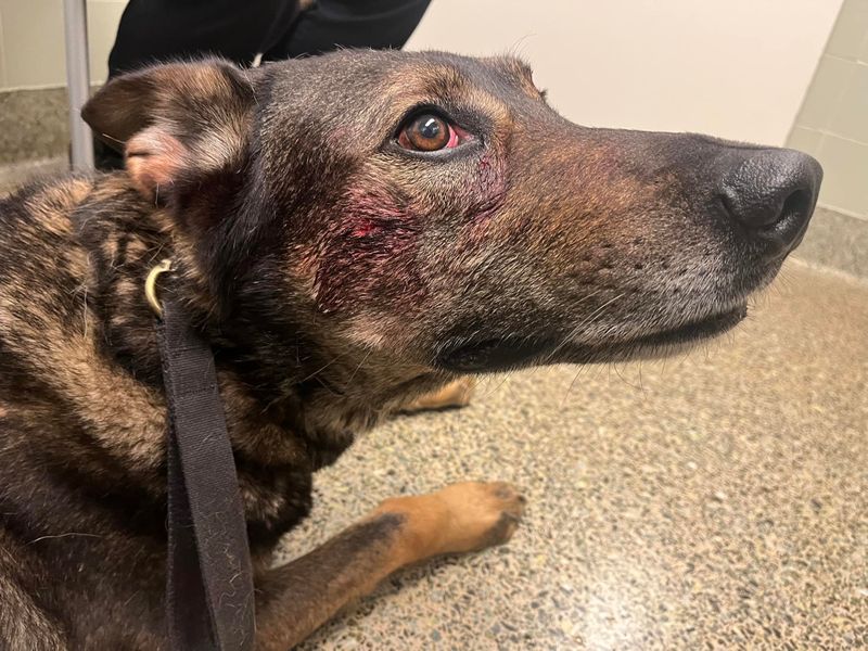 Man bites, stabs K9 dog in California Police