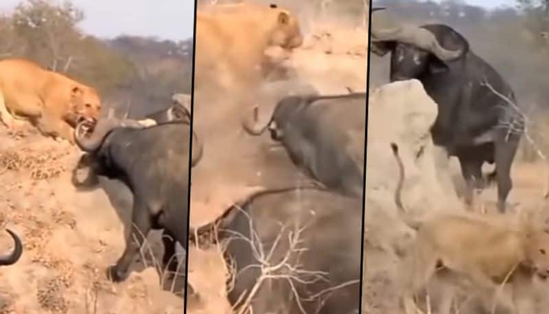 Heard of wild buffaloes attack lioness; here's what happened next - gps