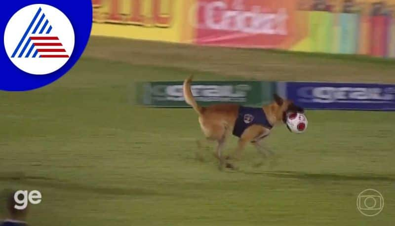 Police Dog Steals The Show During Football Match akb