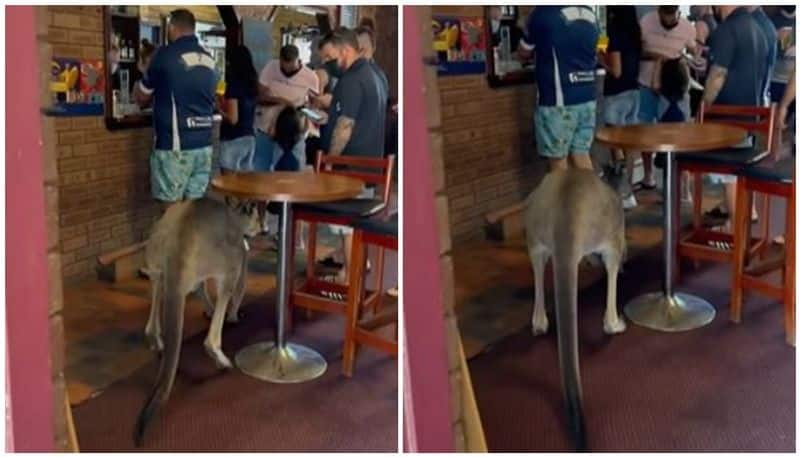 Kangaroo casually walks into a bar in Australia