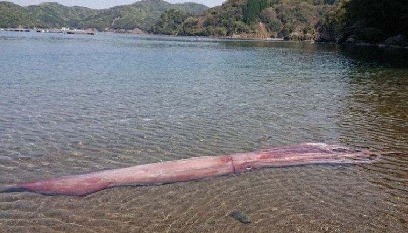 giant squid found in japan seashore