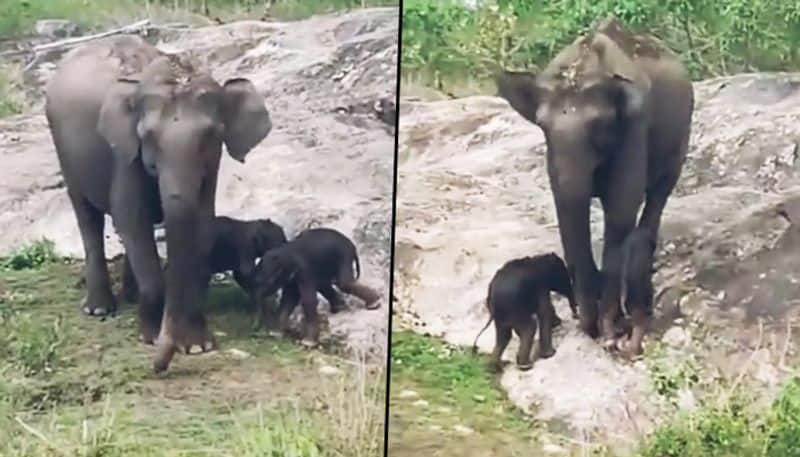 Elephant gives birth to rare twin calves in Bandipur Tiger Reserve - gps