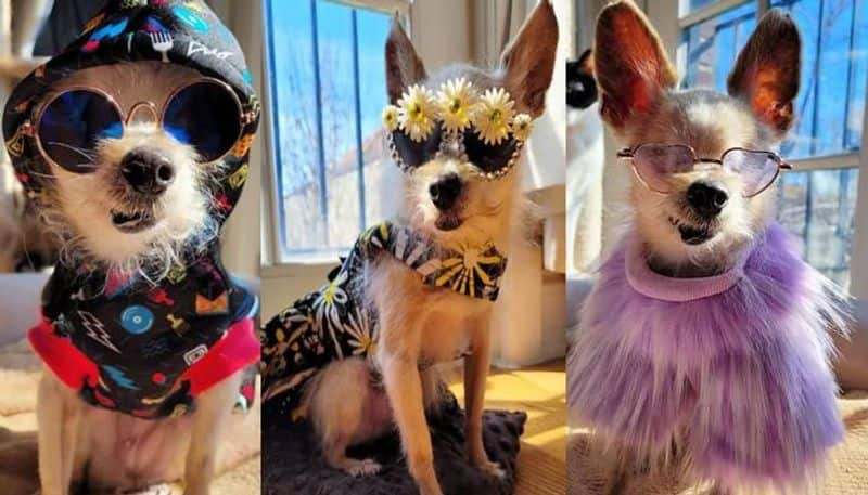 stylish and viral Chihuahua Rosie