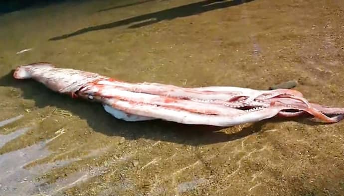 Watch: 10-foot giant squid found on Japan shore, netizens amazed