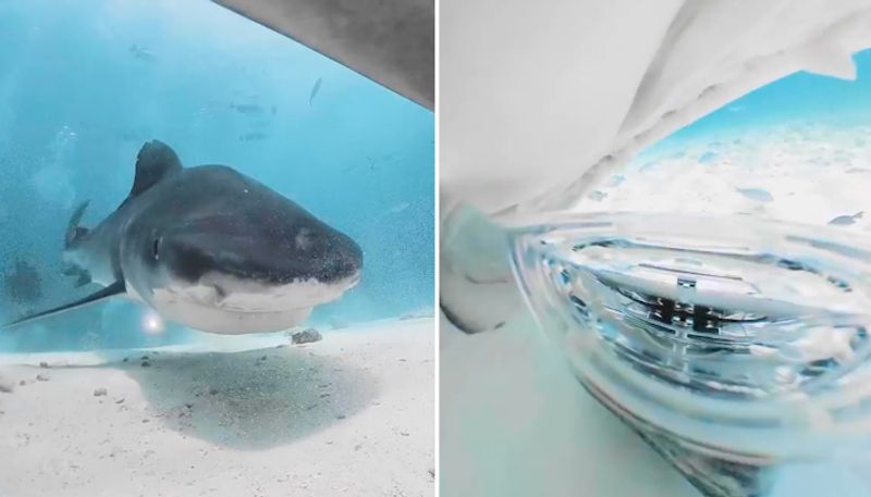 Shark tries to eat up camera; watch to know what happens next-tgy