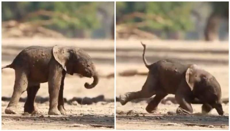 Take a moment to see this baby elephant taking its first steps