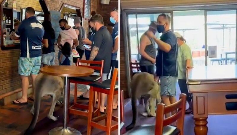 Kangaroo casually walks into a bar in Australia; Here's what happened next-tgy