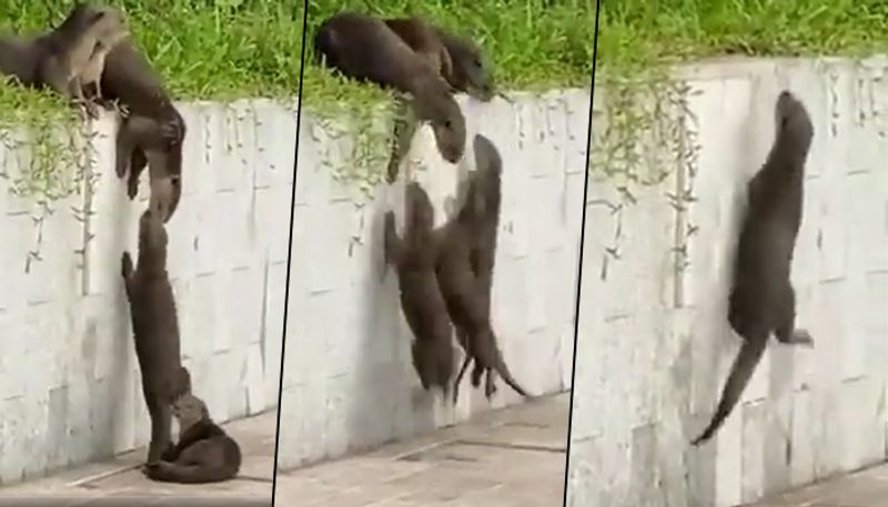 Otters helping little ones to climb wall amazed netizens - gps