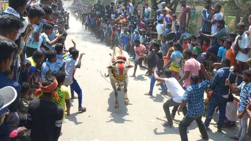 One person was killed when a cow was hit at a bullfighting festival in Krishnagiri yesterday Another 15 people were injured