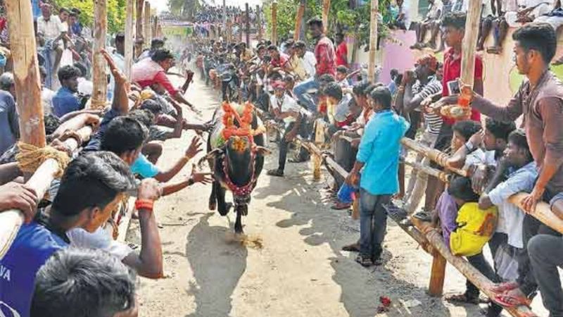 One person was killed when a cow was hit at a bullfighting festival in Krishnagiri yesterday Another 15 people were injured