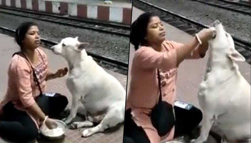 Woman feeds curd rice to a stray dog; video goes viral - gps