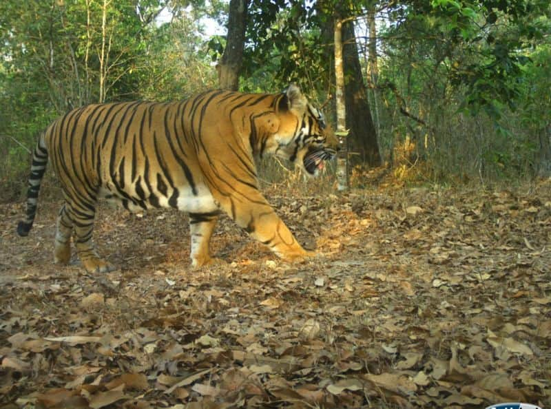 Tiger population in bhadra wildlife sanctuary is increasing Tiger captured on Forest Department camera ckm