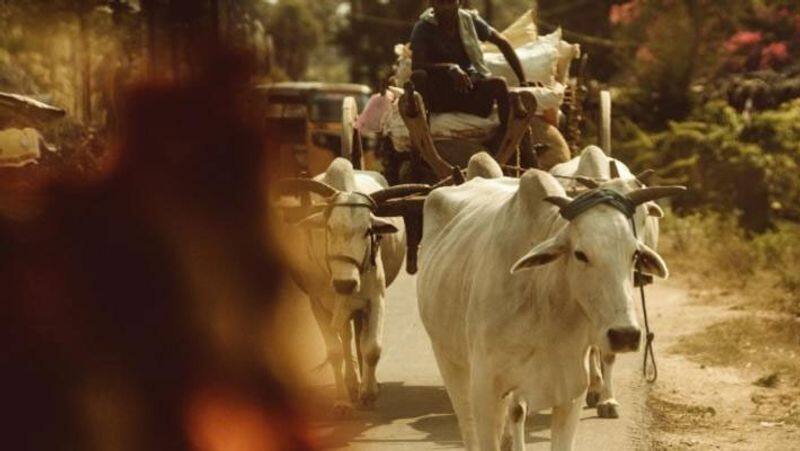 Man arrested for unnatural sex with cow in Lucknow