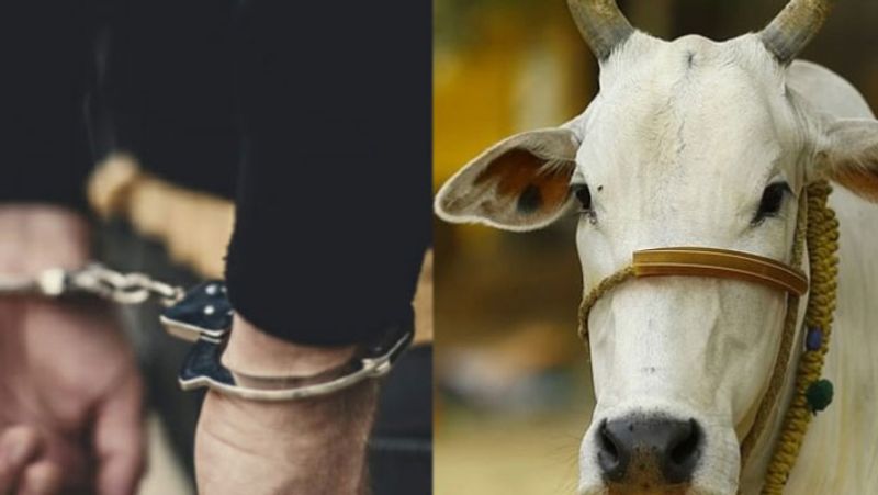 Man arrested for unnatural sex with cow in Lucknow