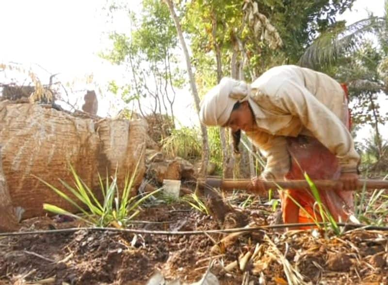 Anusuya Kakhandaki Role Model to Other Farmers in Bagalkot grg