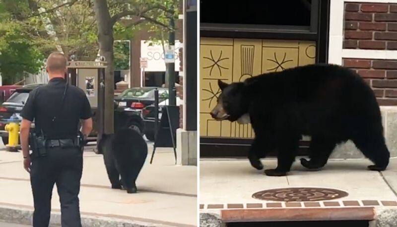 Watch Wild bear takes a stroll on the streets of North Carolina; leaves netizens stunned-tgy