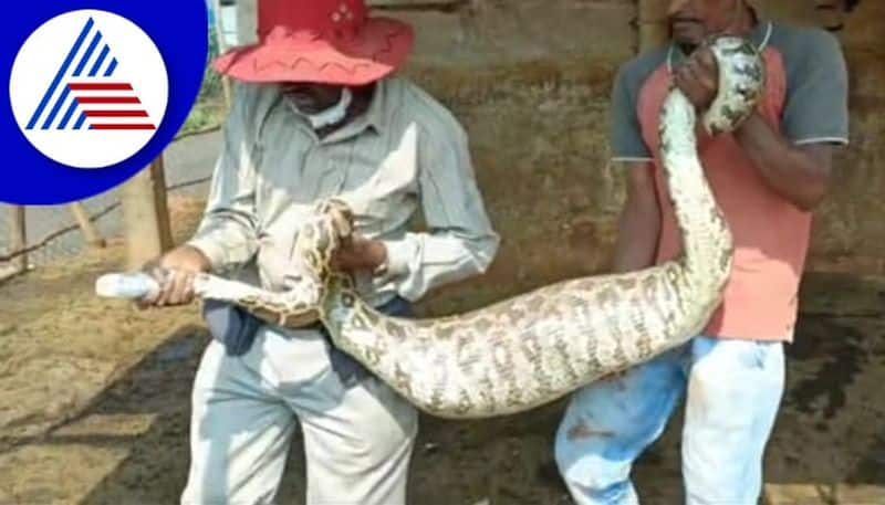 A 12 foot giant python  captured in Chikkamagaluru  gow