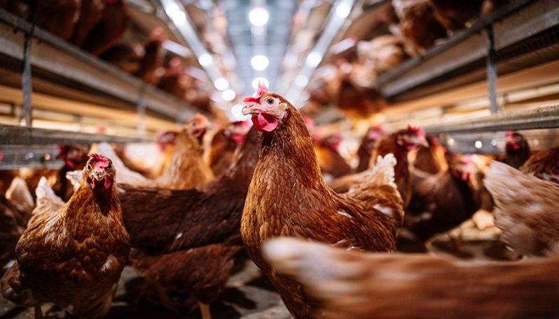 First human H5 bird flu case reported in Colorado, US - adt 