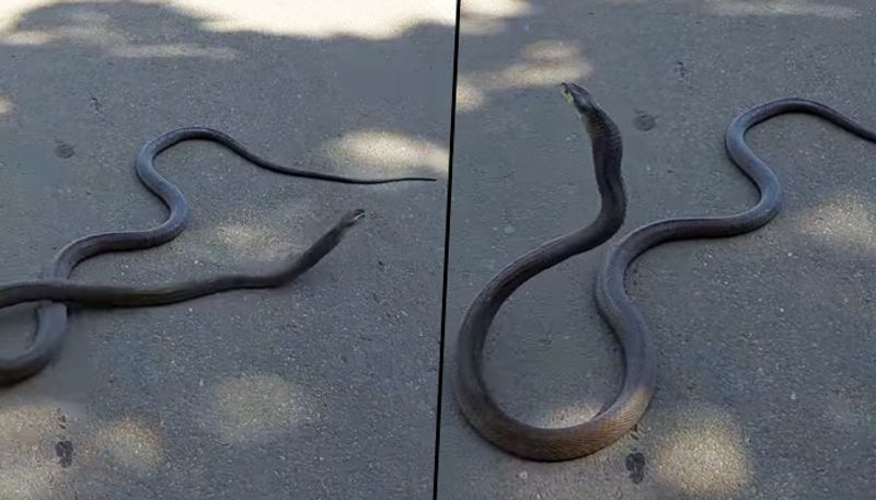 Giant black mamba crosses road after car ran over him' watch - gps