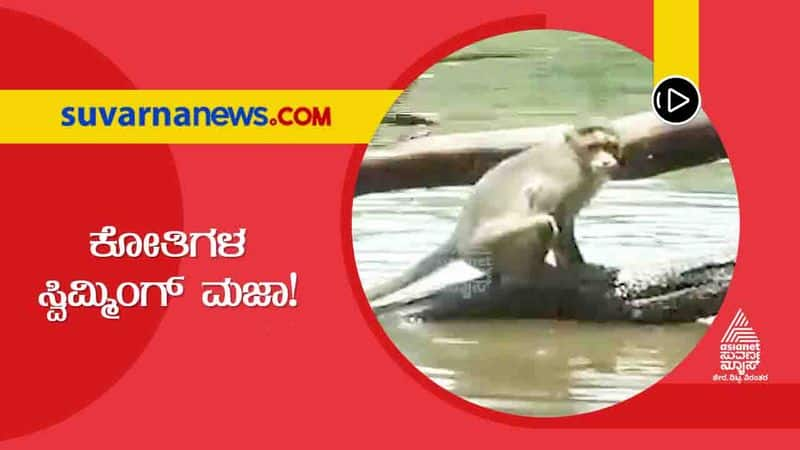 Monkeys Fun at Chitradurga Chandravalli lake hls 