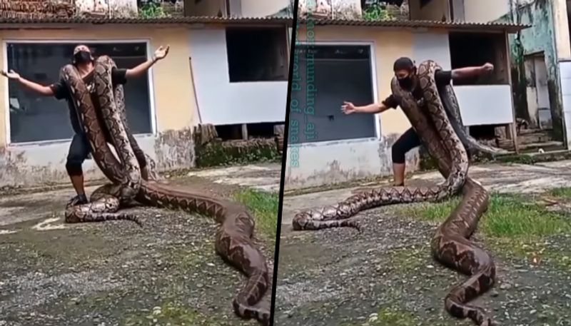 Brave man dances with pythons on his shoulders - gps