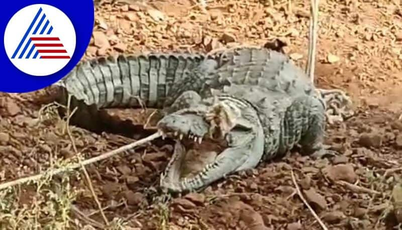 Crocodiles Found In River At Bagalkote District gvd