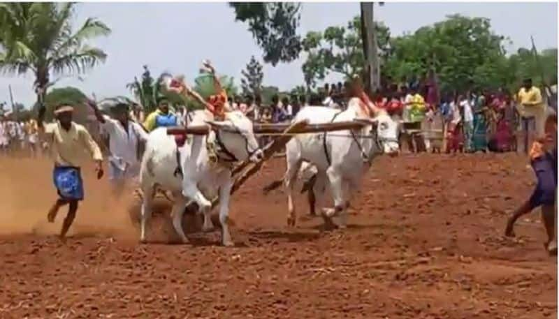 Ox Race competition in Koppal Over basava jayanti 2022 rbj