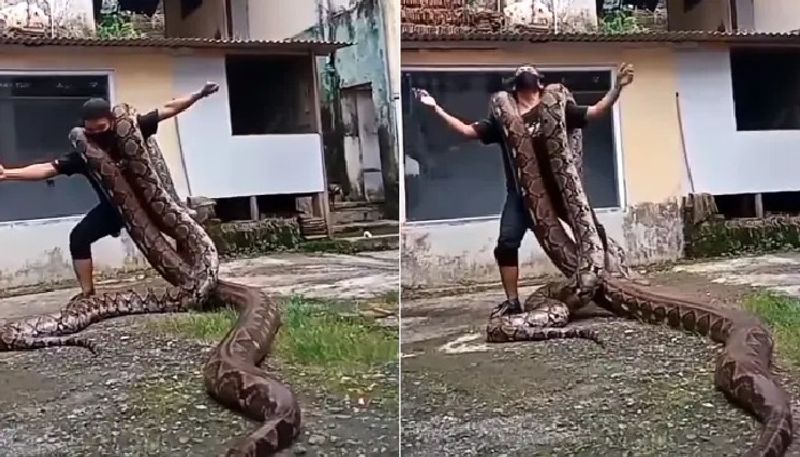 man dances with two pythons