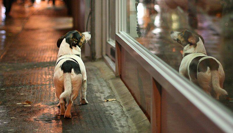 Adorable video of stray dog waiting outside butcher's shop is winning the net; here's why - gps