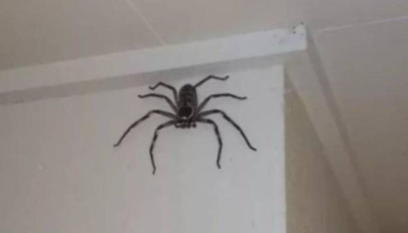 this family's pet is a spider 