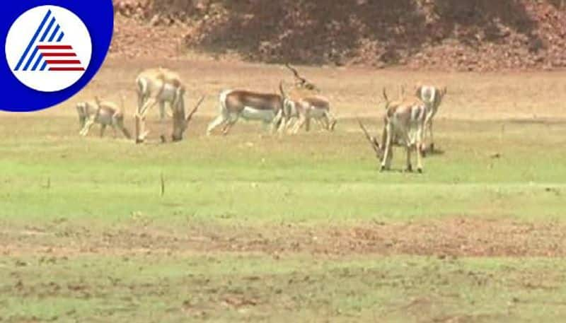 Farmers Faces Problems for Wild Animals Crop Destroy at Yellapur in Uttara Kannada grg