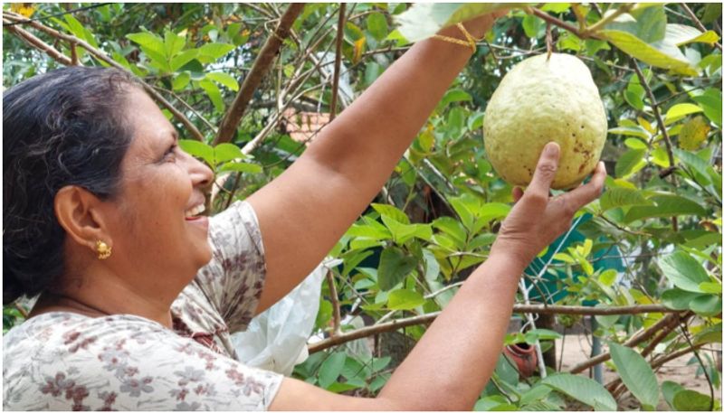 emily teacher from alappuzha about her successful guava cultivation