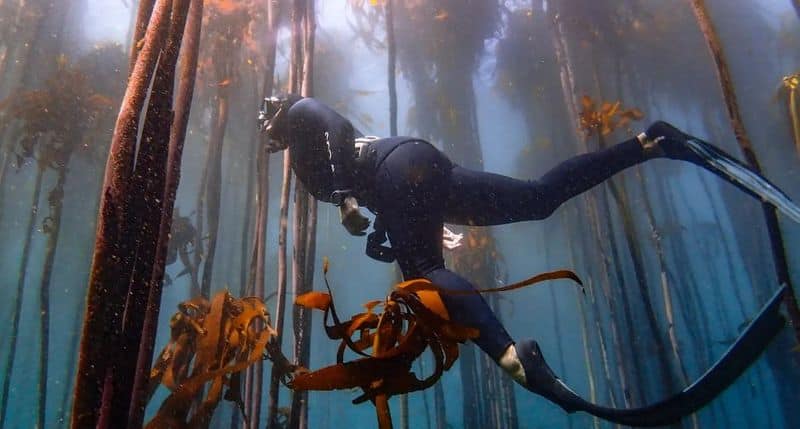 The African sea forest is a magical world