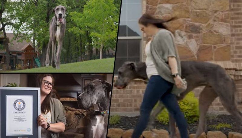 Meet Zeus the worlds tallest dog who eats 12 cups of dog food gcw