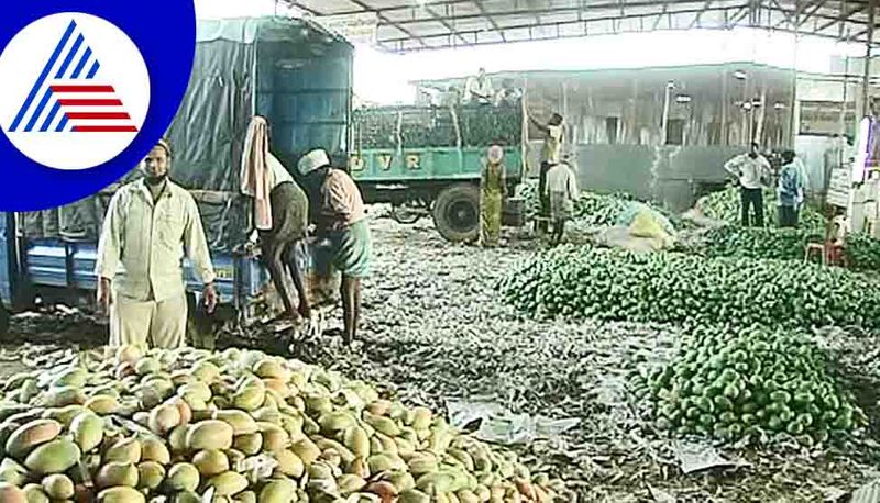 Kolara mango Farmers in Trouble gow