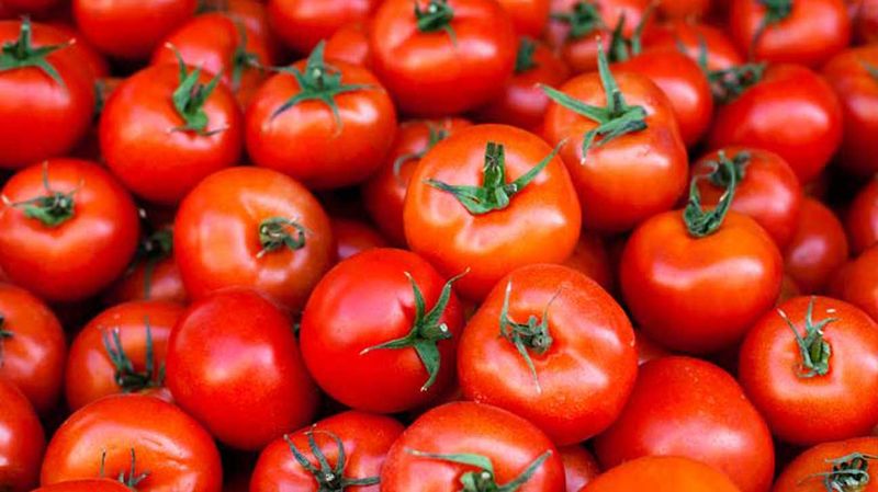 125 Per kg of Tomato in Bengaluru grg