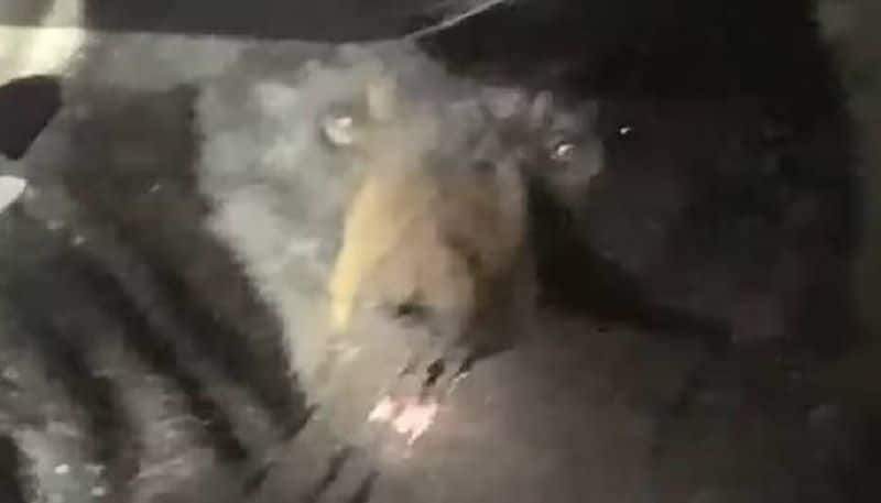 wild bear found in car