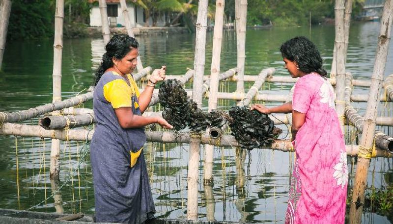 mussel harvest under CMFRI 