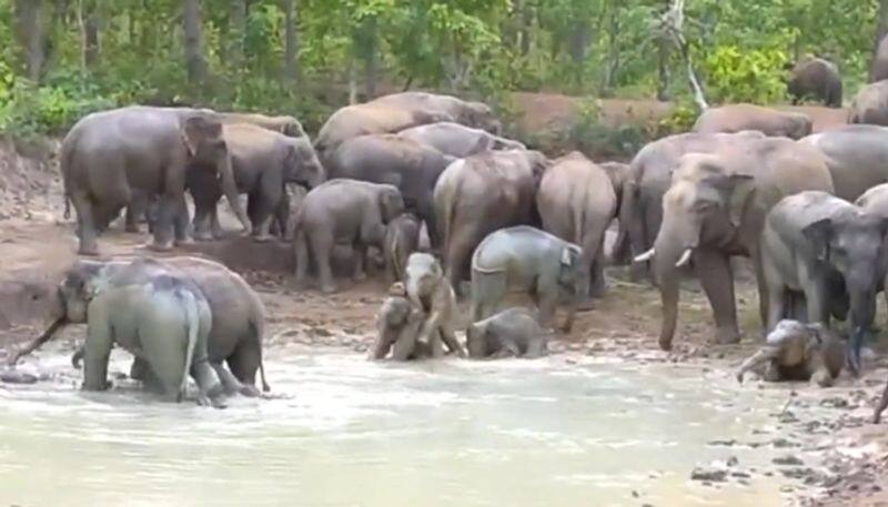 Elephants herd will teach you how to beat the heat this summer; watch - gps