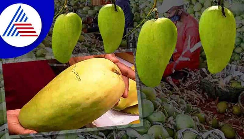 4 Kg Of Mango Found In The Kattiwada Region Of Madhya Pradesh Noorjahan Mango