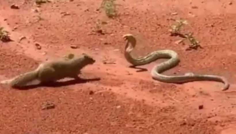 Seen an intense fight between cobra and mongoose? Watch this