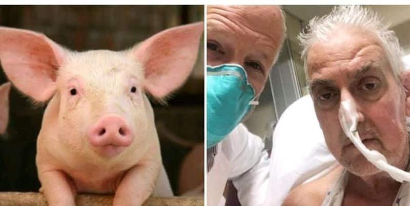 US Man Dies 40 Days After Receiving World's Second Pig Heart Transplant sgb