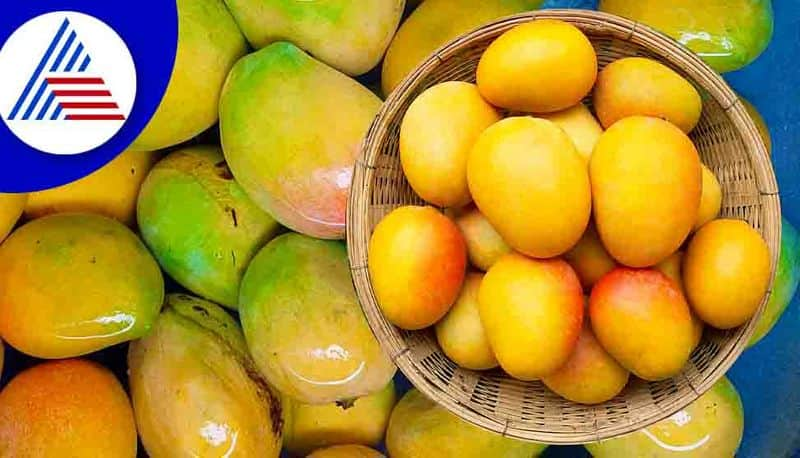 Indias indigenous mango varieties are grown and exported to China gvd