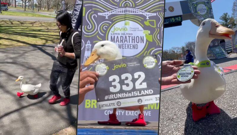 Duck runs marathon in New York; wins a medal - gps